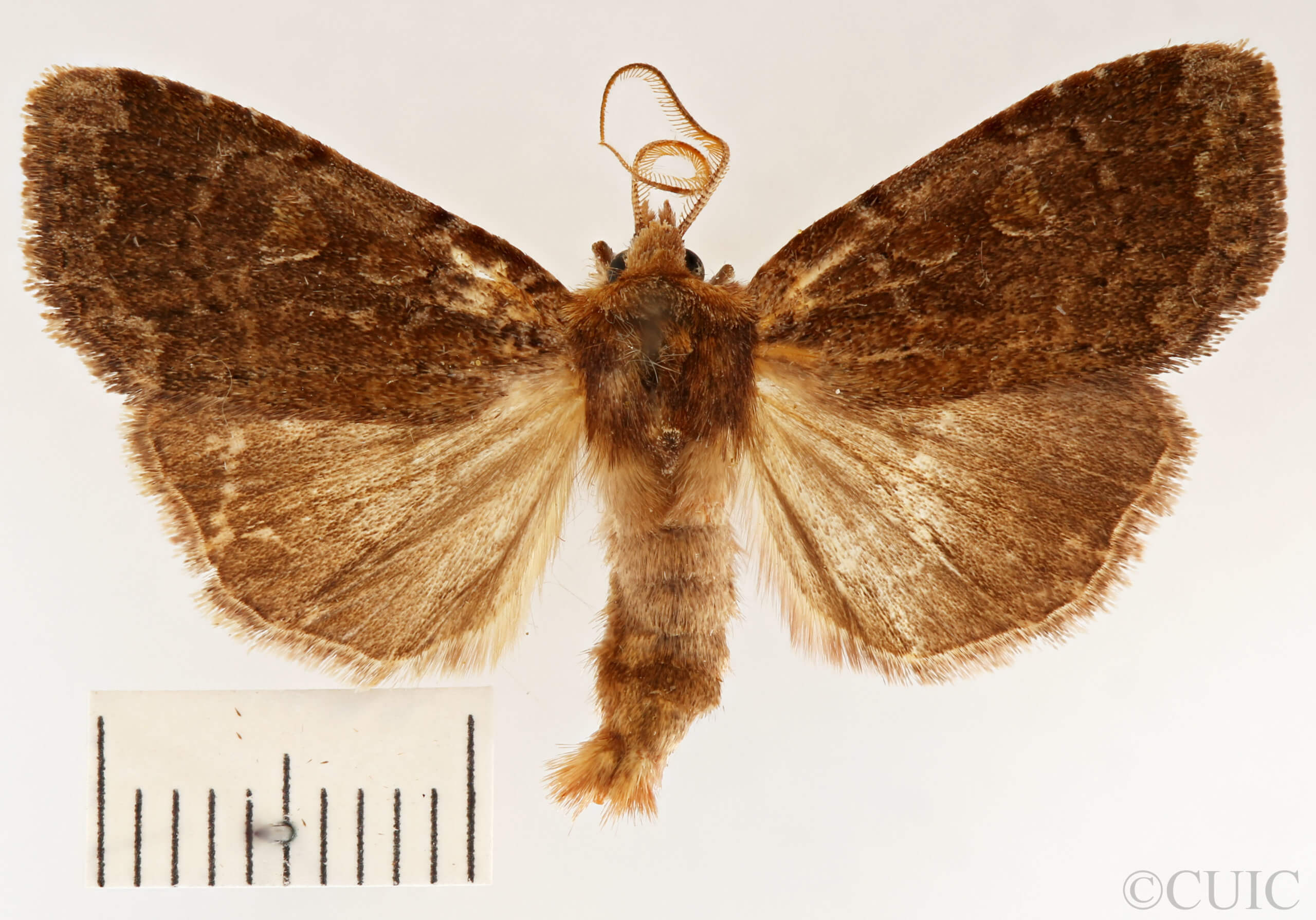 dorsal view of adult Xestia dilucida
