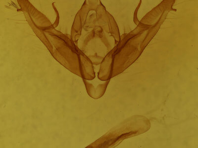 genitalia view of adult Xestia dilucida