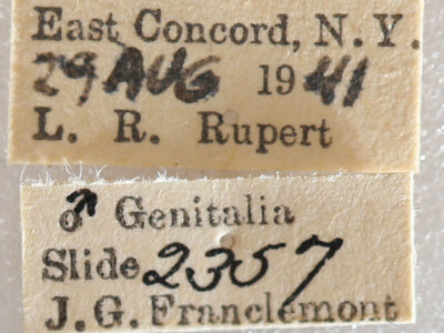 label view of adult Xestia dilucida
