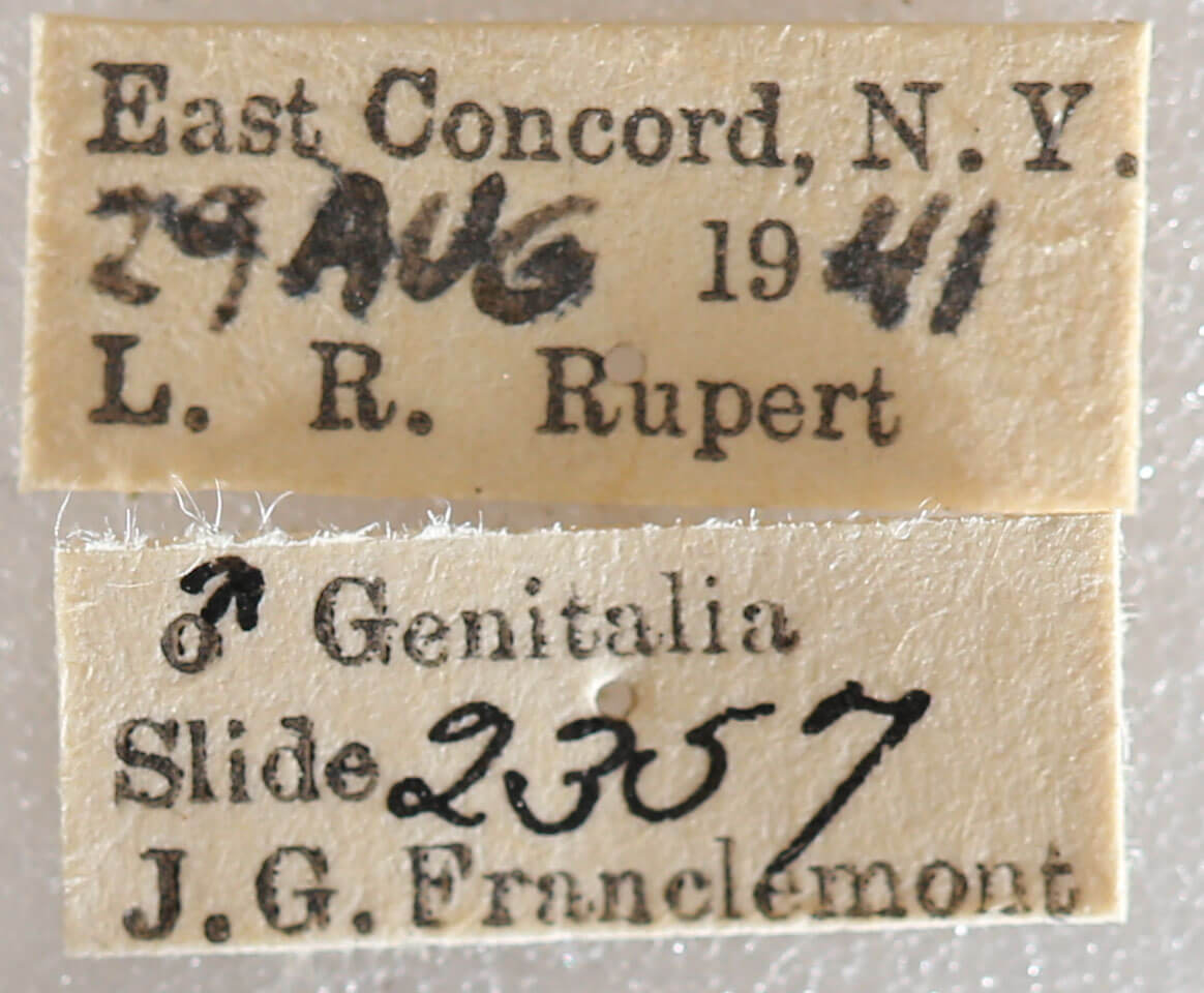 label view of adult Xestia dilucida