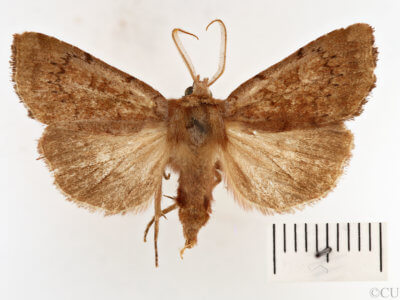 dorsal view of adult Xestia dilucida