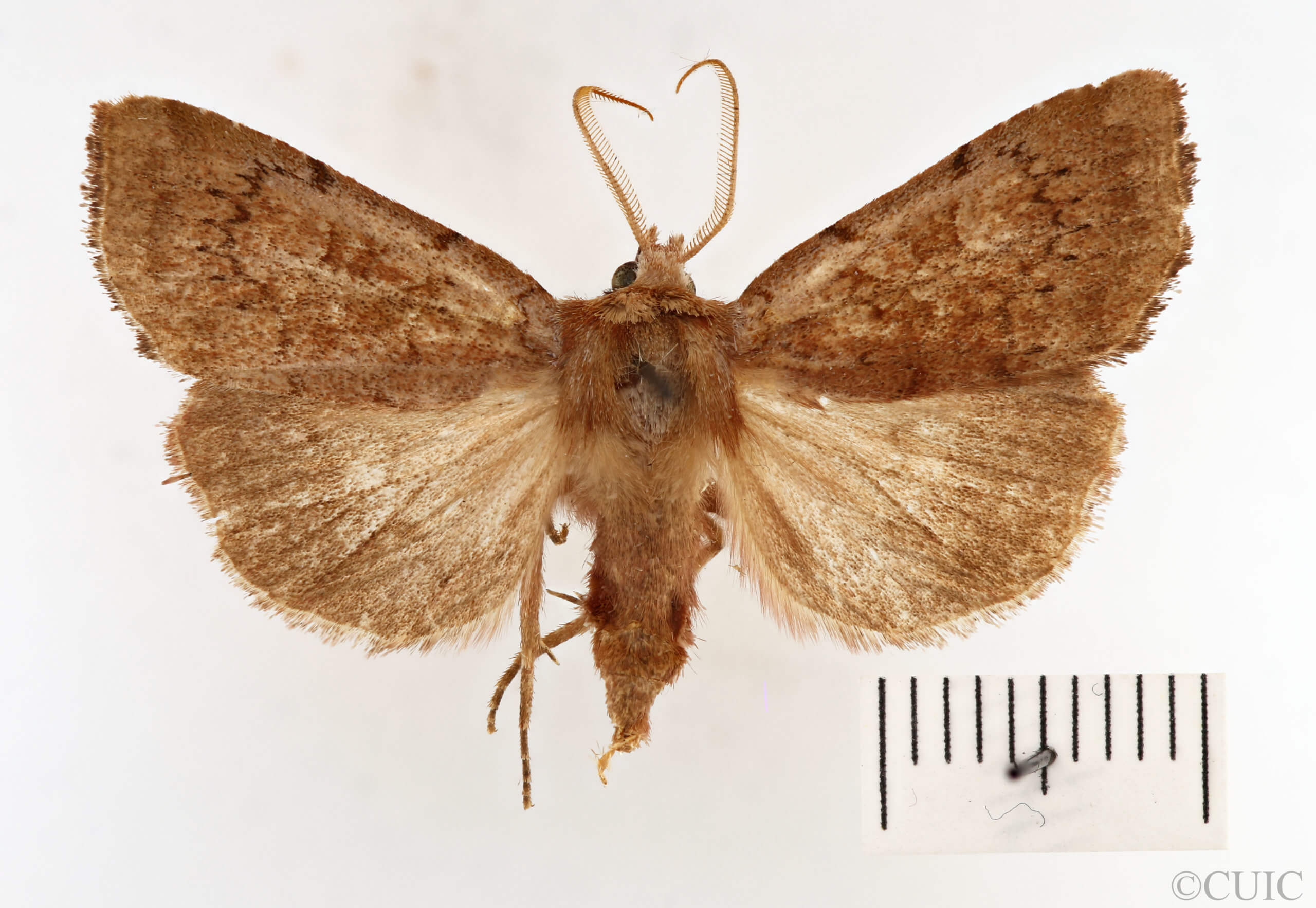 dorsal view of adult Xestia dilucida