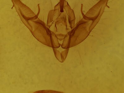 genitalia view of adult Xestia dilucida