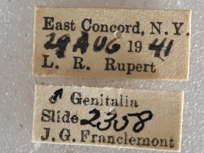 label view of adult Xestia dilucida