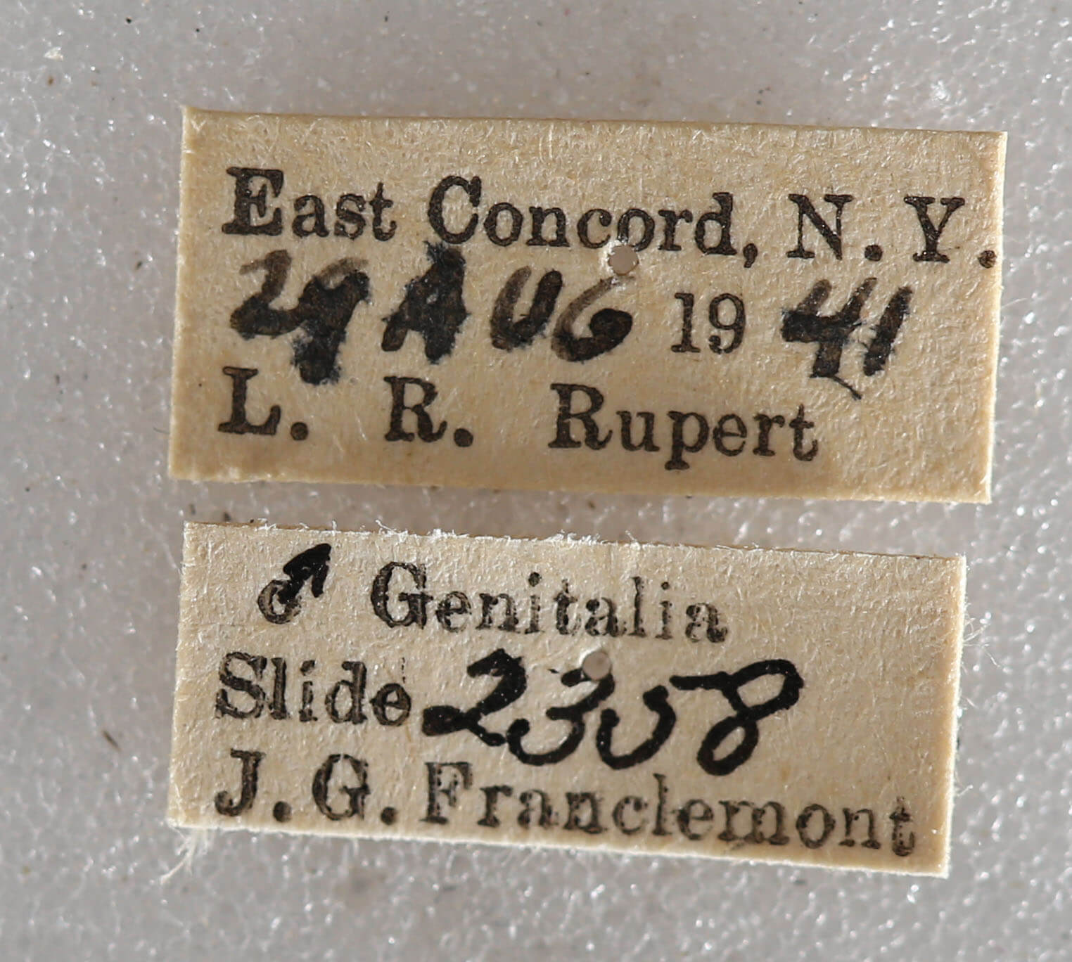 label view of adult Xestia dilucida