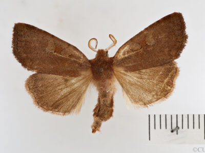 dorsal view of adult Xestia dilucida