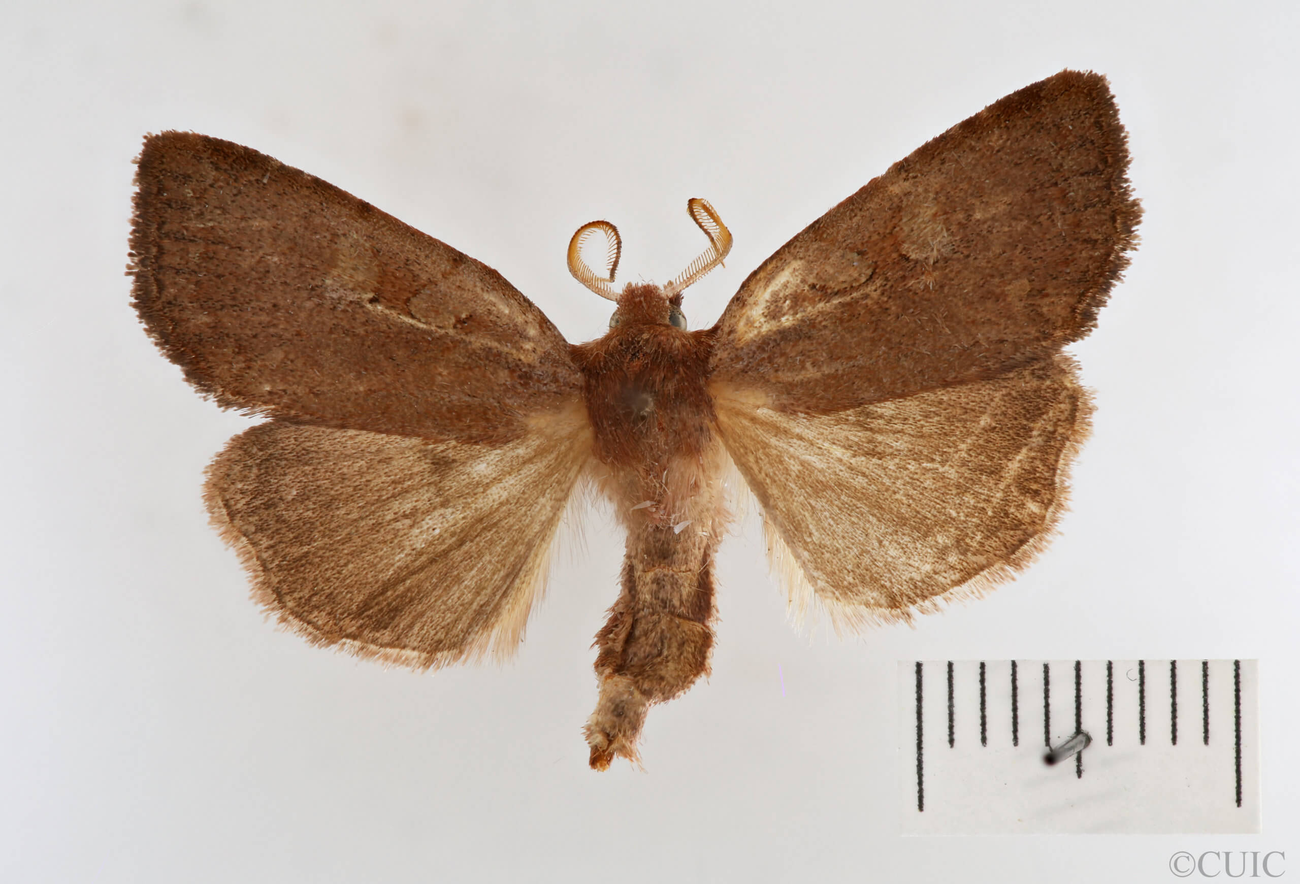 dorsal view of adult Xestia dilucida