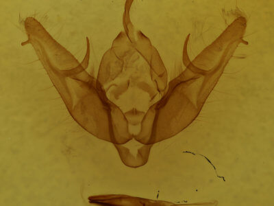 genitalia view of adult Xestia dilucida