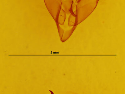 genitalia view of adult Agnorisma badinodis
