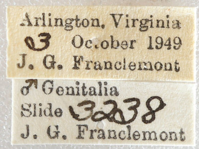 label view of adult Agnorisma badinodis