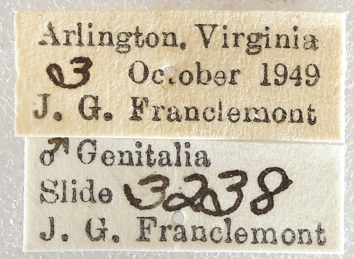 label view of adult Agnorisma badinodis