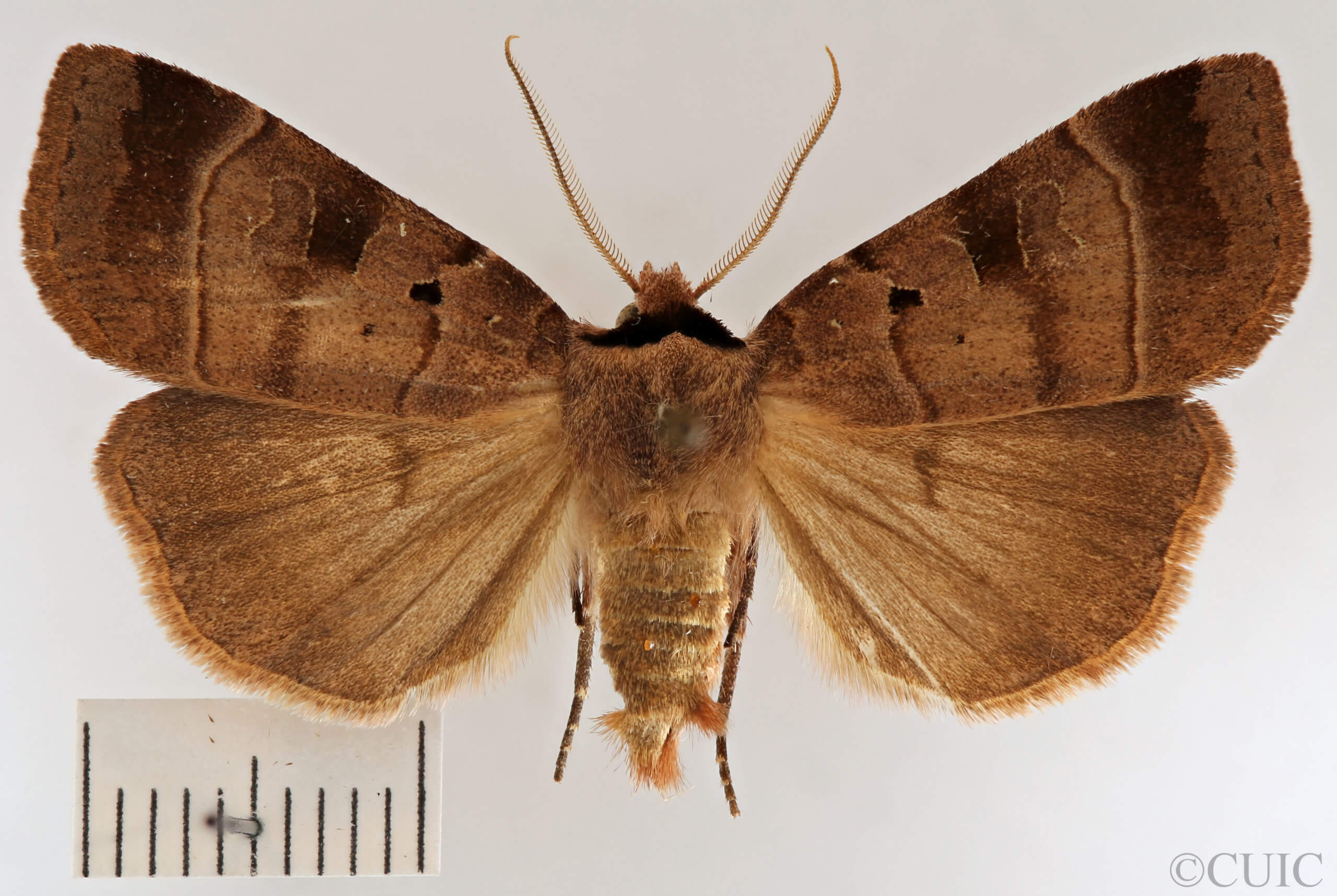 dorsal view of adult Agnorisma badinodis