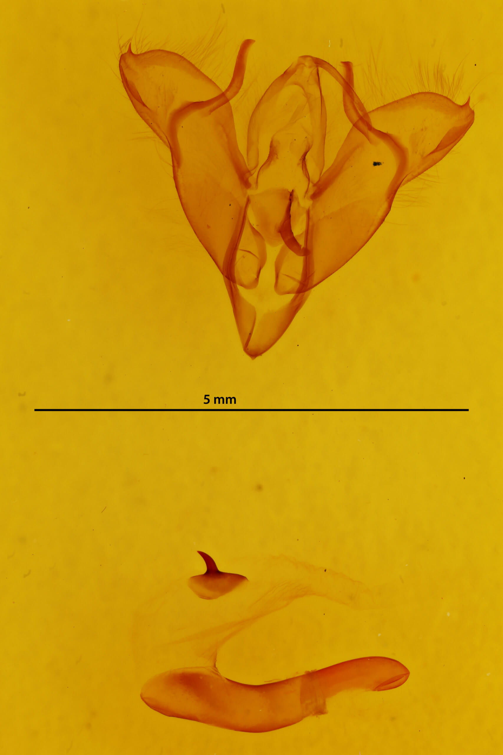 genitalia view of adult Agnorisma badinodis
