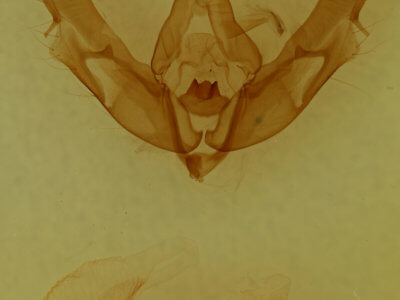 genitalia view of adult Xestia normanianus