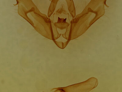genitalia view of adult Xestia normanianus