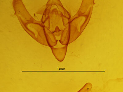 genitalia view of adult Noctuini