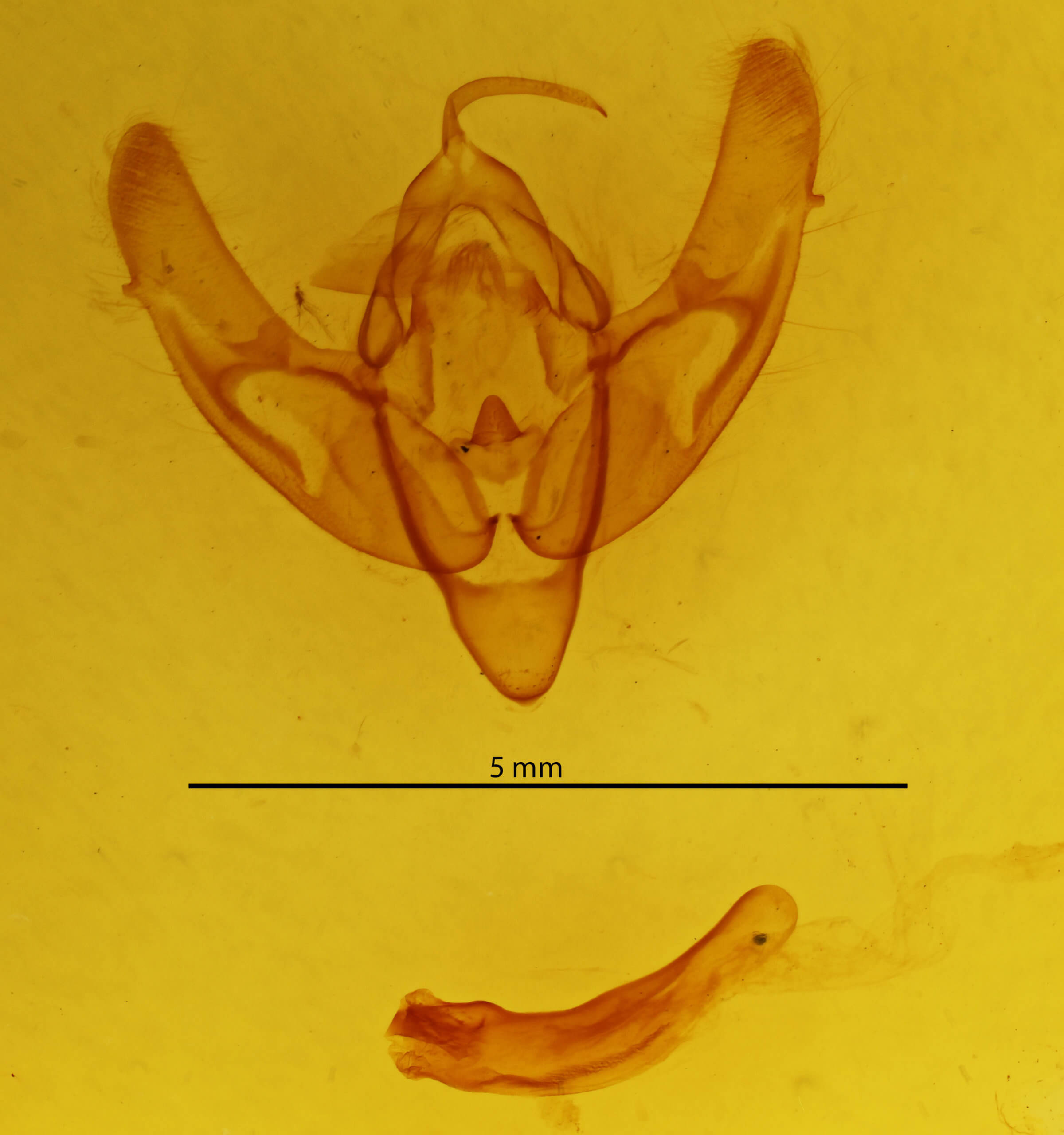 genitalia view of adult Noctuini