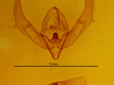 genitalia view of adult Xestia xanthographa