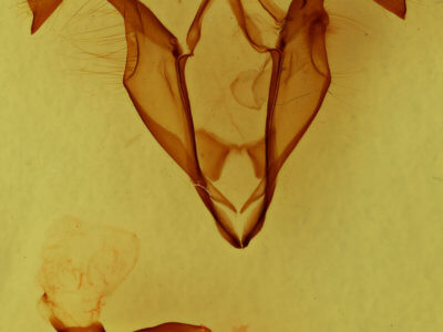 genitalia view of adult Zale calycanthata