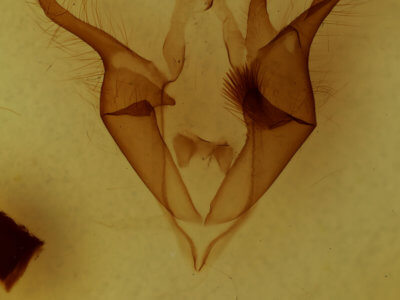 genitalia view of adult Zale metatoides