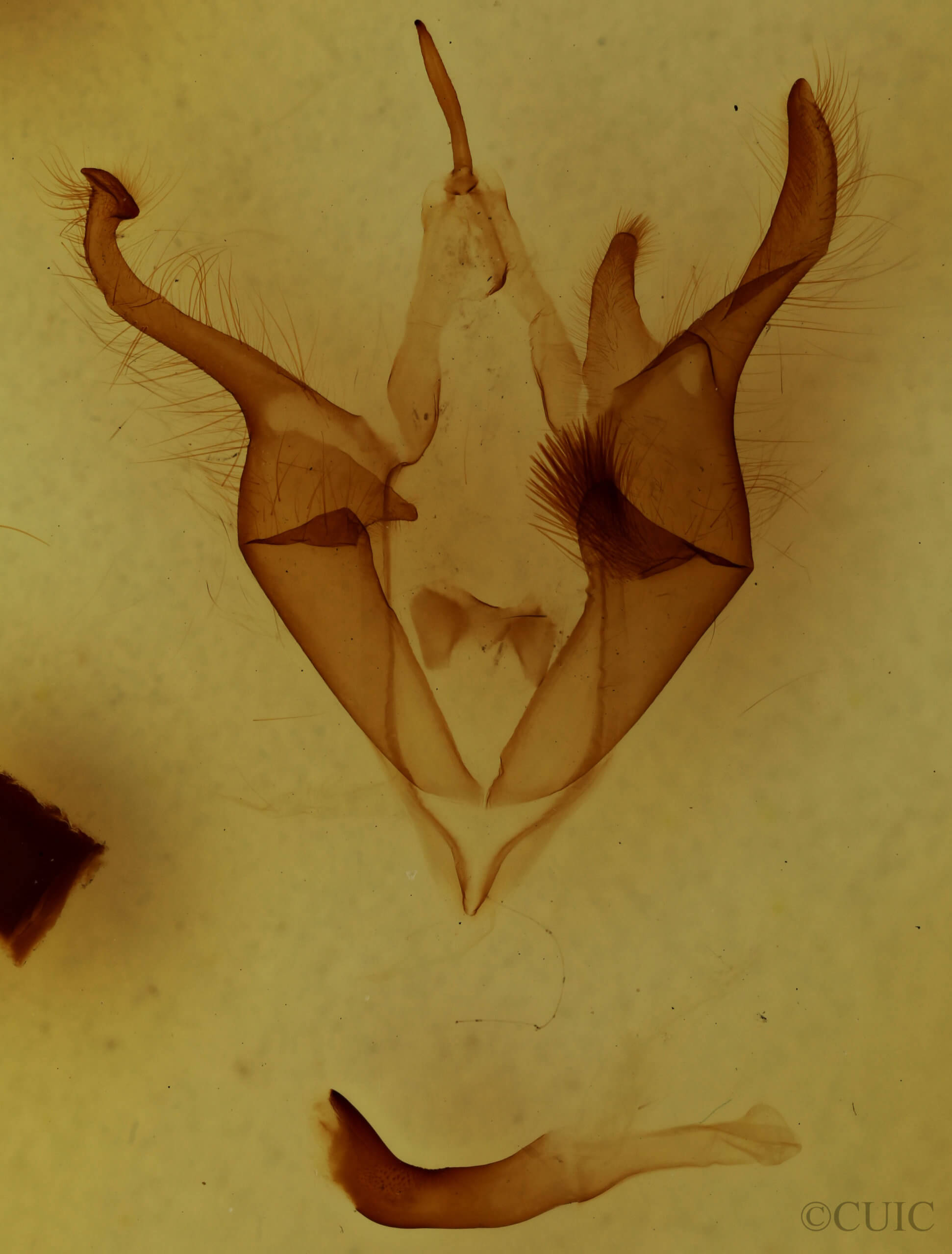 genitalia view of adult Zale metatoides