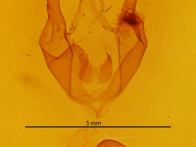 genitalia view of adult Zale undularis