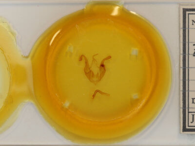 slide view of adult Zale undularis