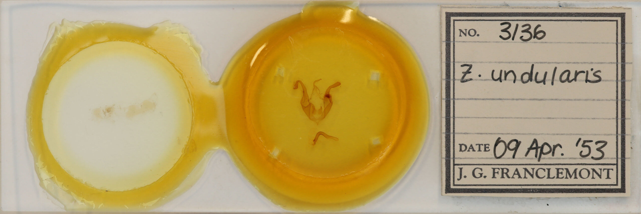 slide view of adult Zale undularis