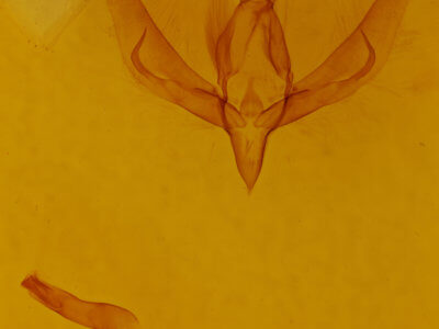 genitalia view of adult Zalissa pratti