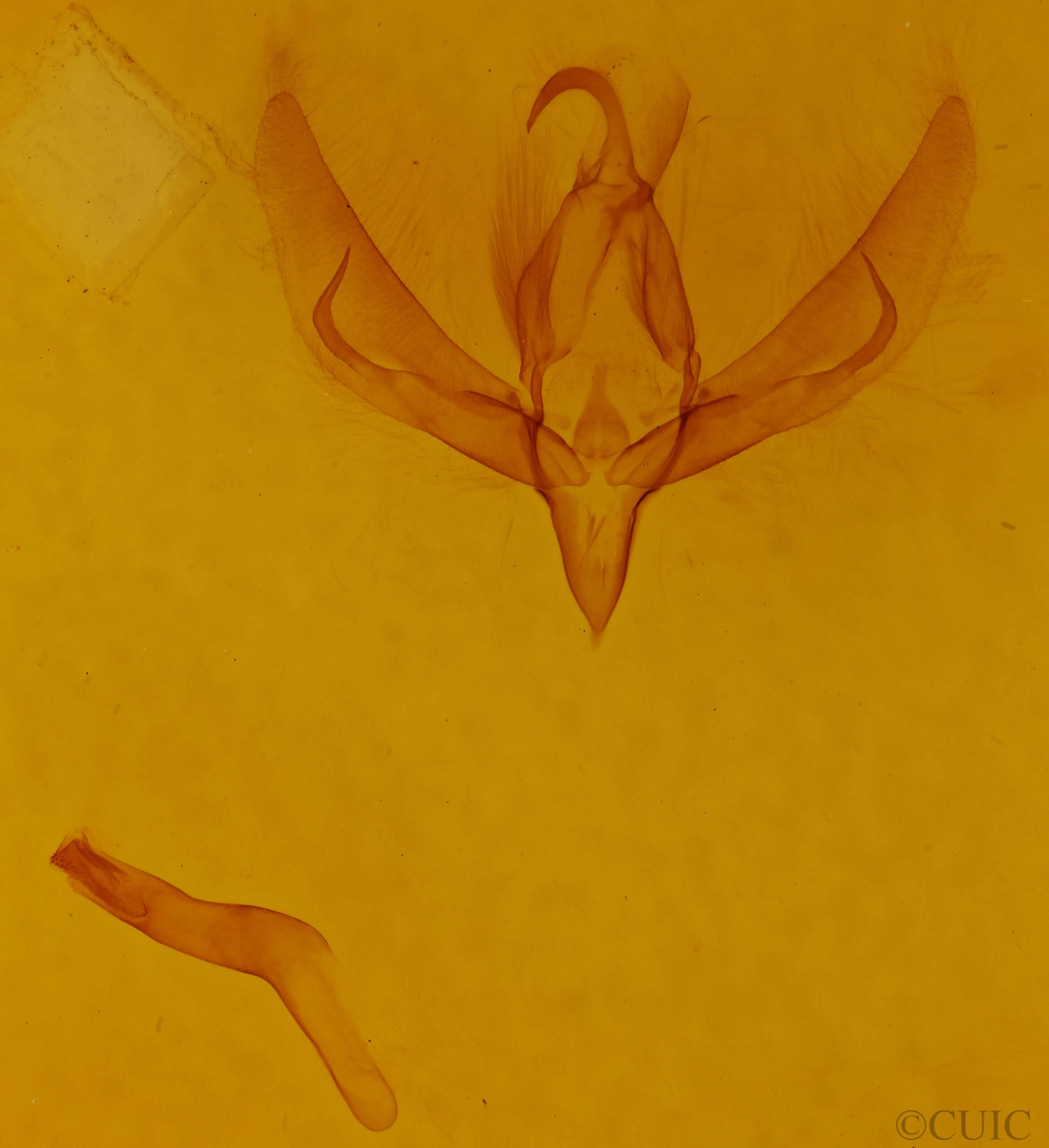 genitalia view of adult Zalissa pratti