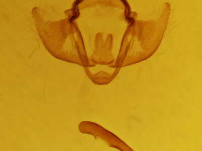 genitalia view of adult Apochima flabellaria