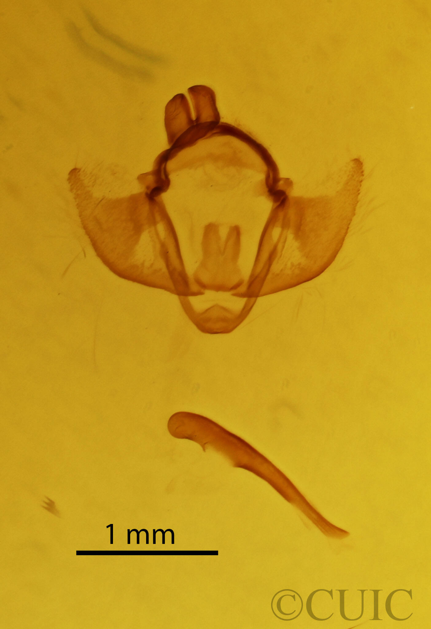 genitalia view of adult Apochima flabellaria