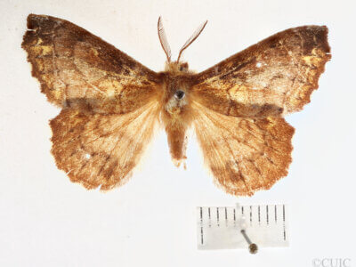 dorsal view of adult Zanola impedita