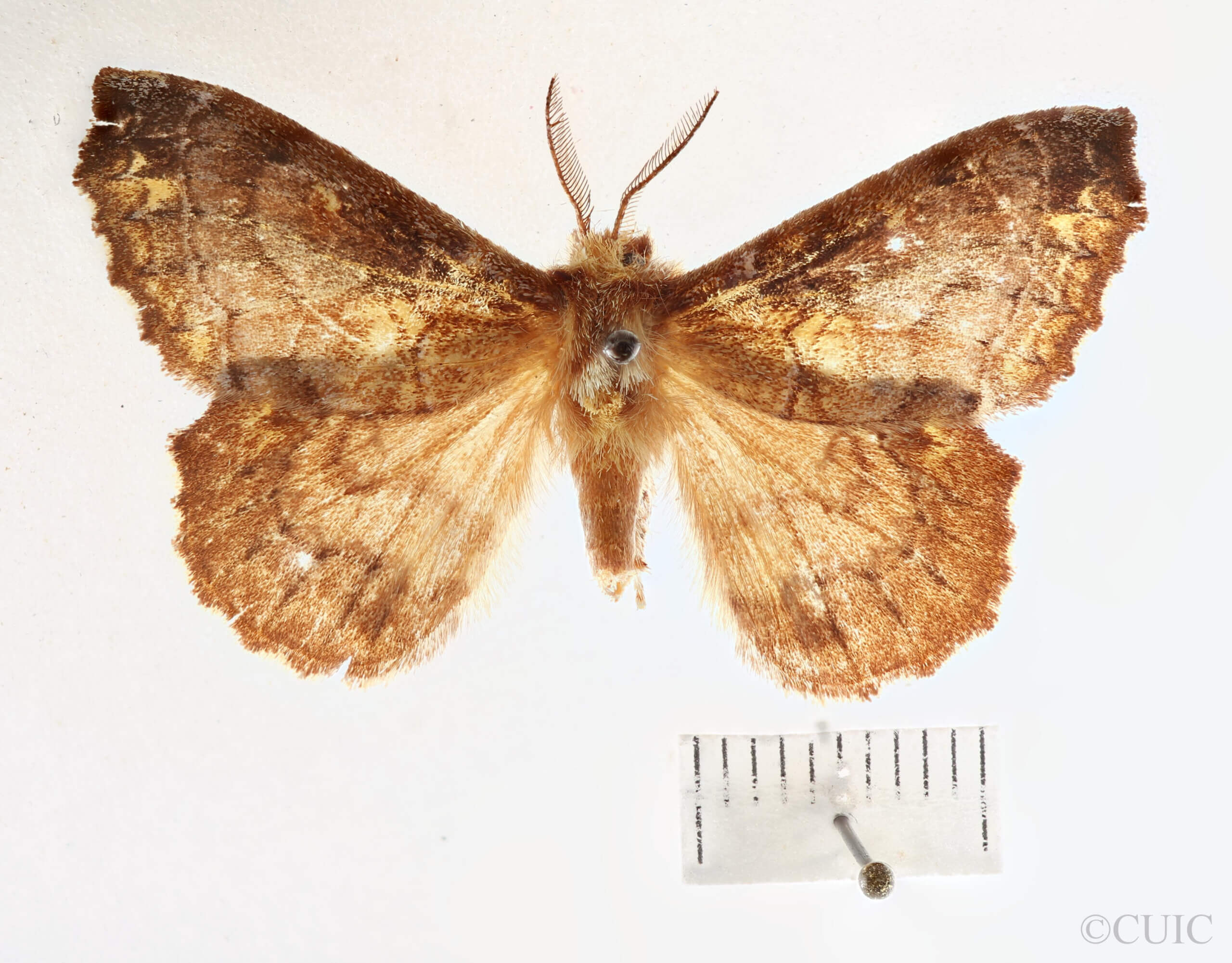 dorsal view of adult Zanola impedita