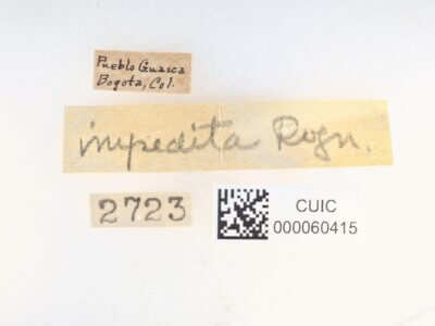 label view of Zanola impedita