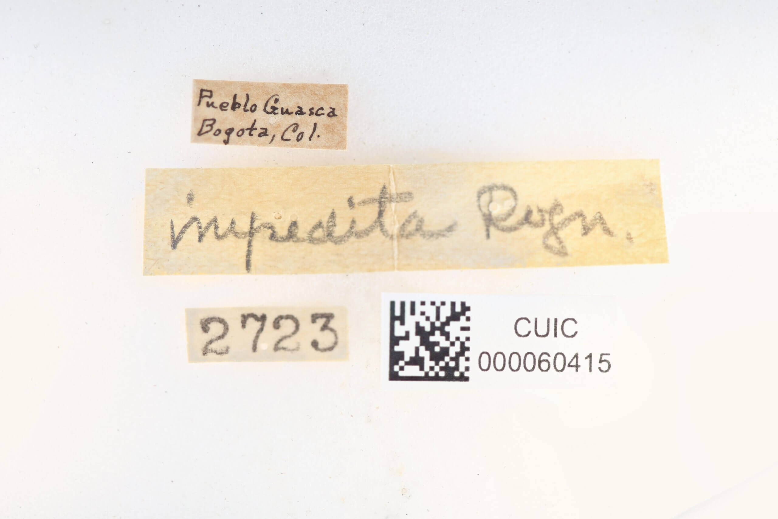label view of Zanola impedita