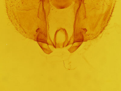 genitalia view of adult Zanola verago