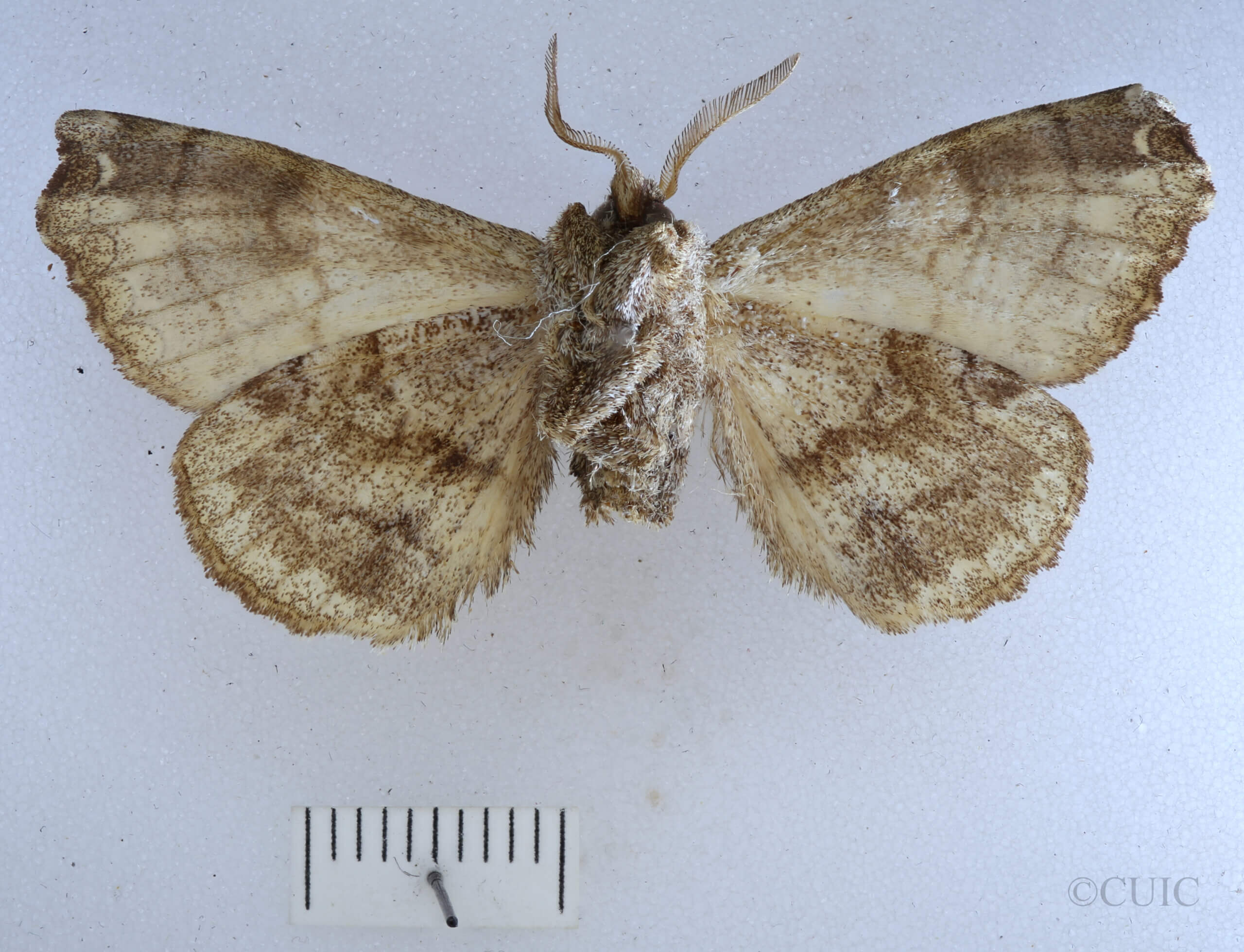 ventral view of adult Ephoria thea