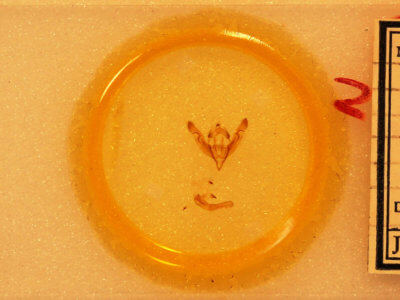 slide view of adult Crocigrapha normani