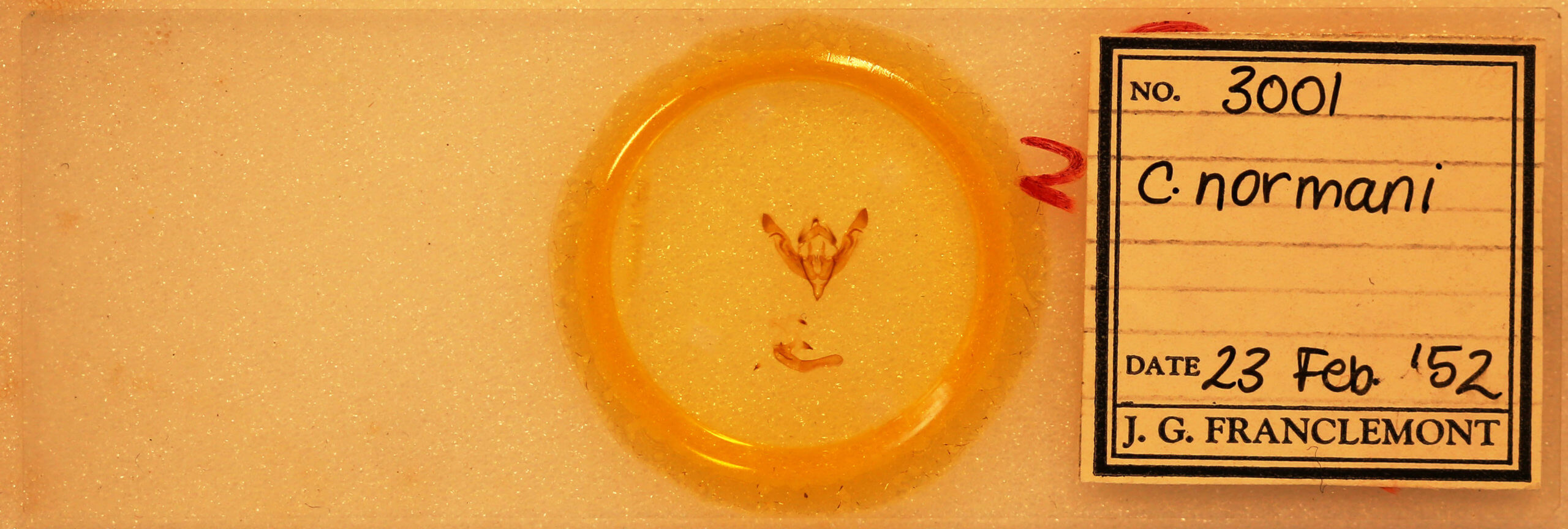 slide view of adult Crocigrapha normani