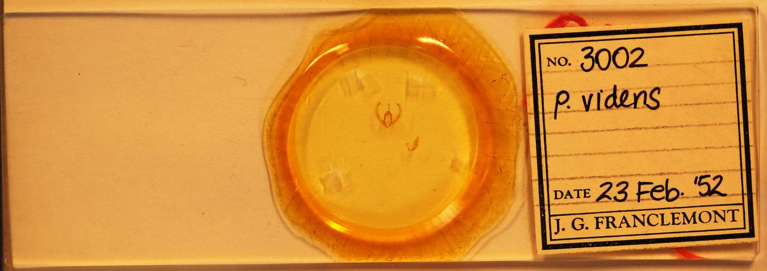 slide view of adult Condica videns