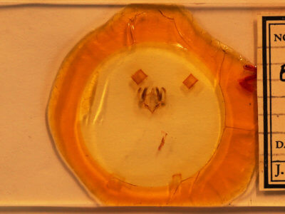 slide view of adult Elaphria grata