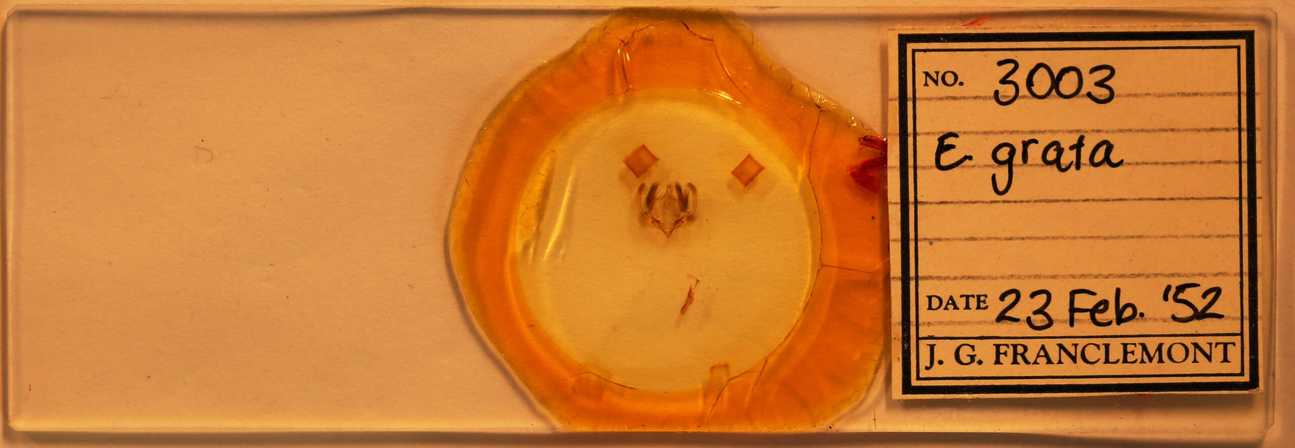 slide view of adult Elaphria grata