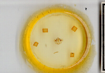 slide view of adult Hydriomena transfigurata manitoba