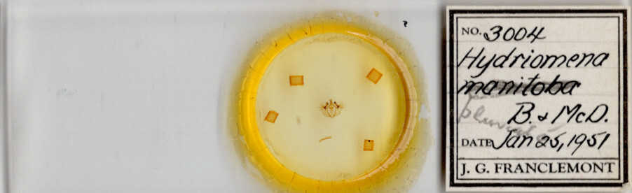 slide view of adult Hydriomena transfigurata manitoba