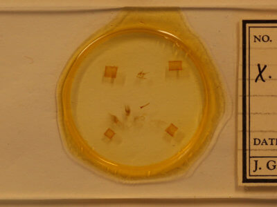 slide view of adult Xanthorhoe lacustrata