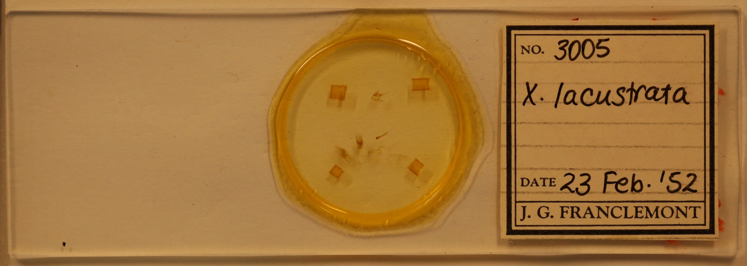 slide view of adult Xanthorhoe lacustrata