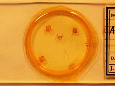 slide view of adult Anacamptodes