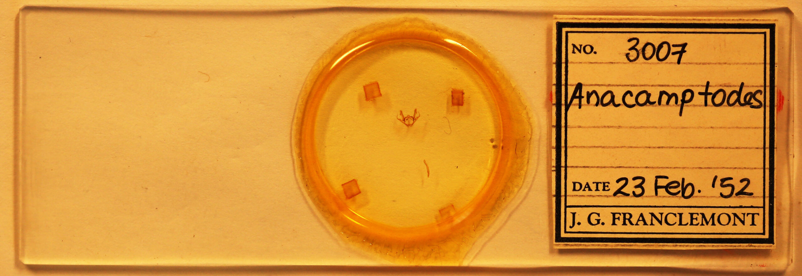 slide view of adult Anacamptodes