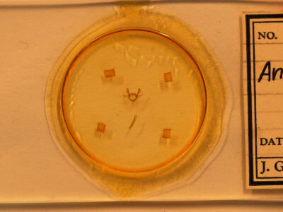 slide view of adult Anacamptodes